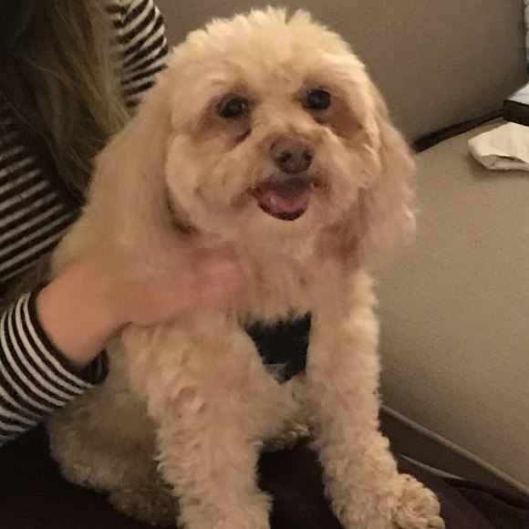 Meet your Posher, Friyana - Picture 1 of 1